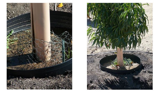 5 Gallon Heavy Duty Fruit Tree Installation