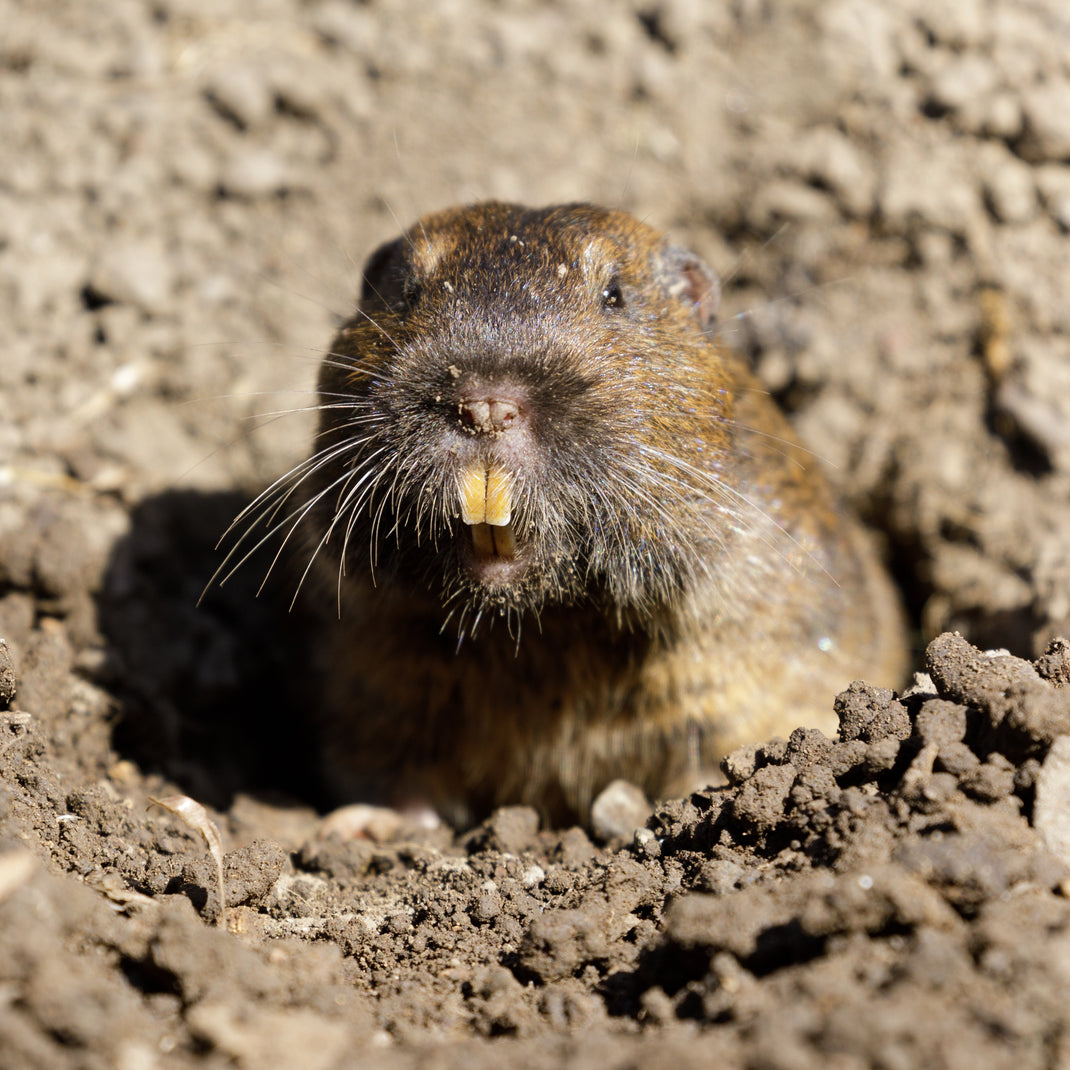 Digger's Products Gopher Baskets & Wire - The Original Gopher Basket ...