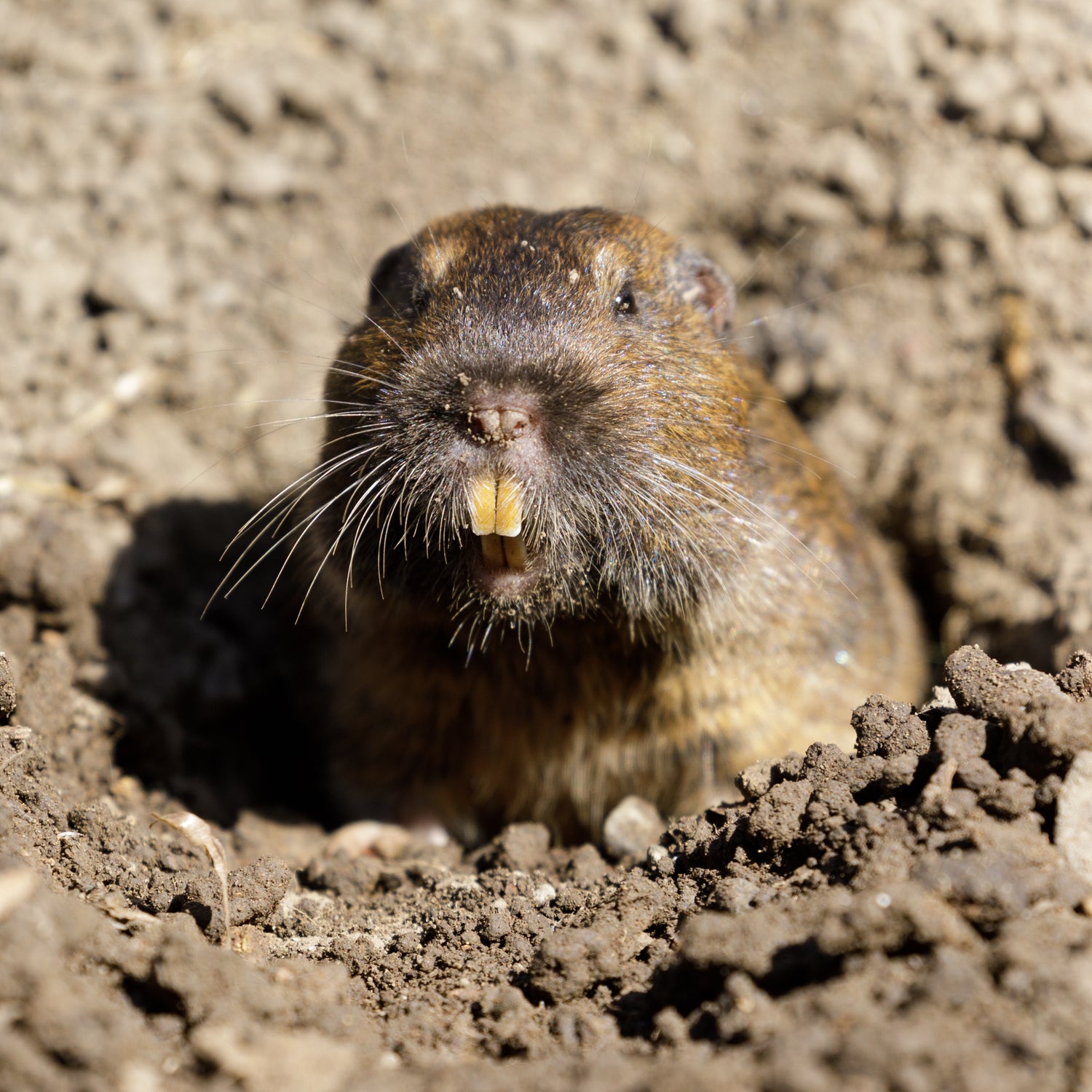 Pocket Gopher in Hole