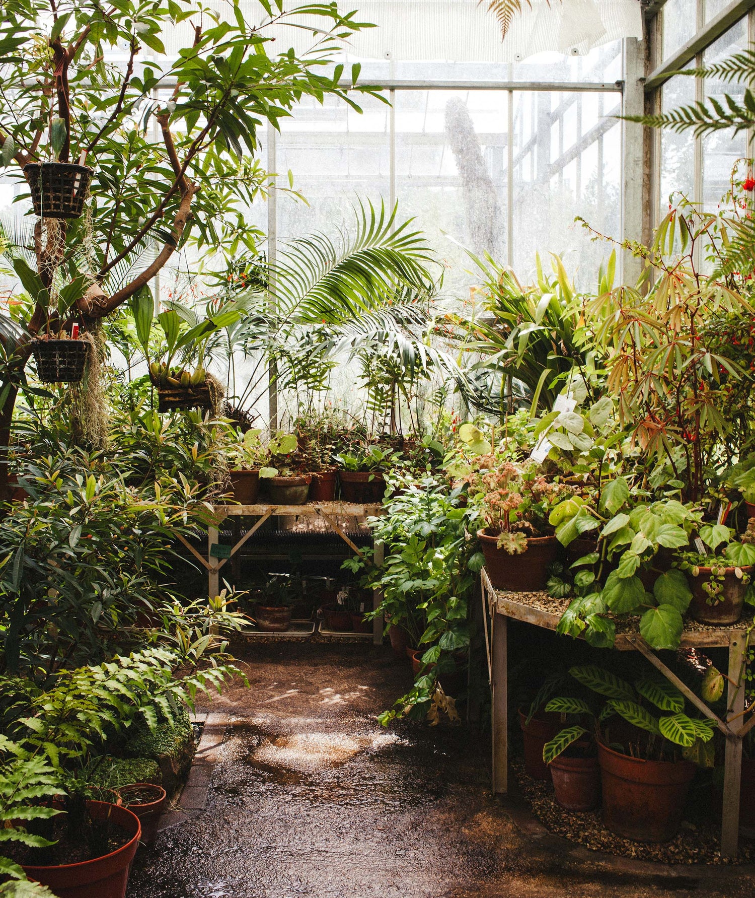 Greenhouse Garden