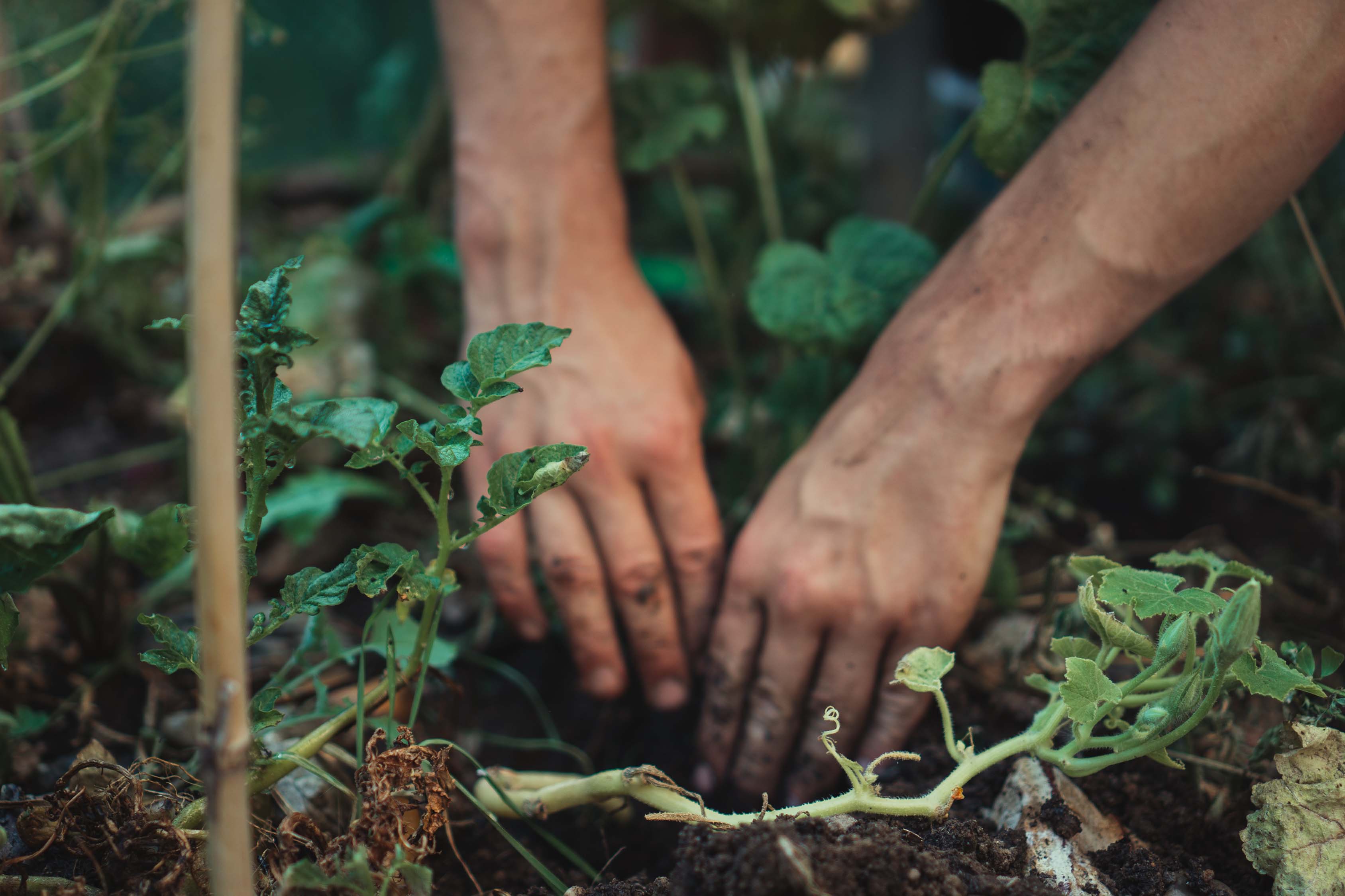 Hands Planting in Garden