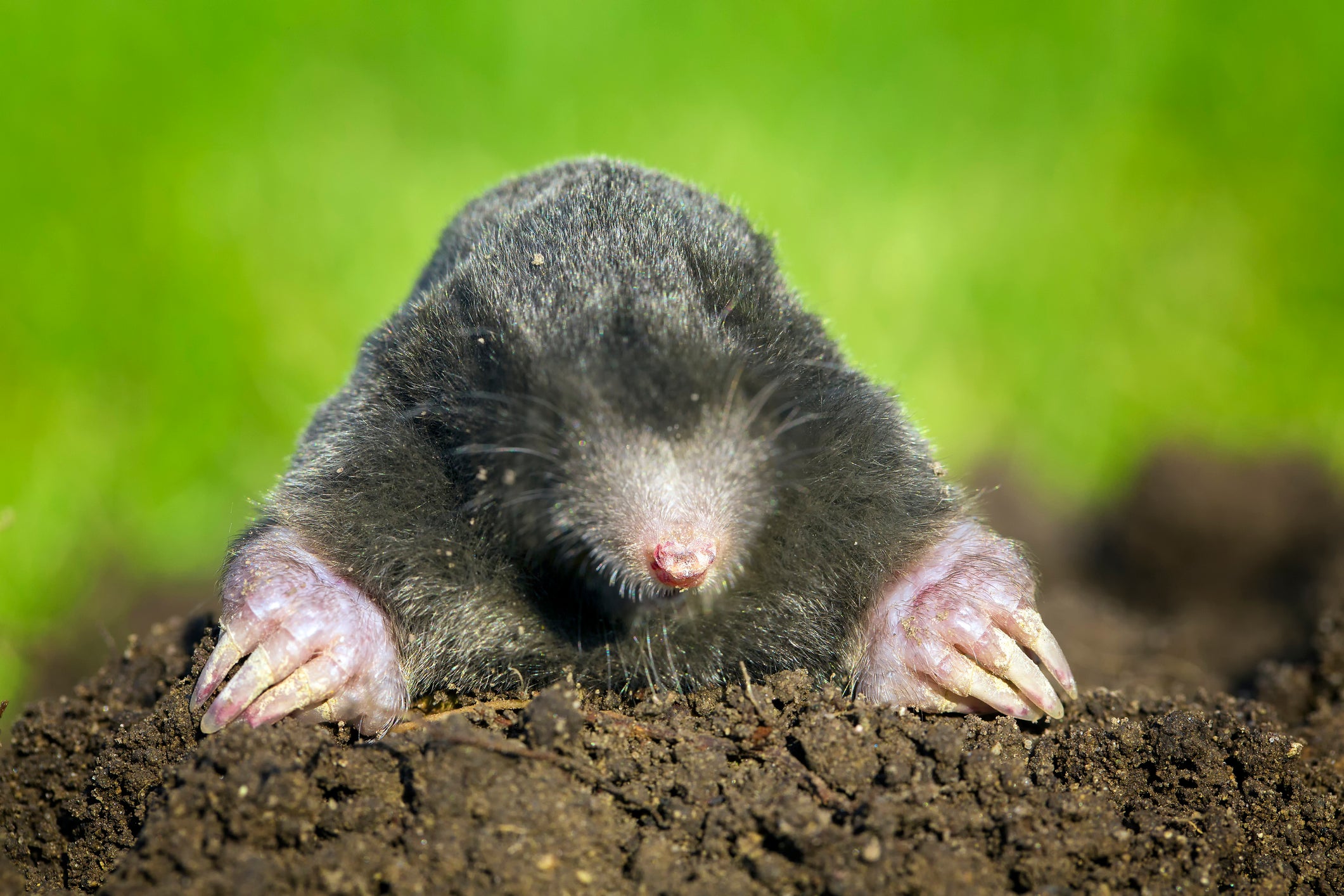 Mole